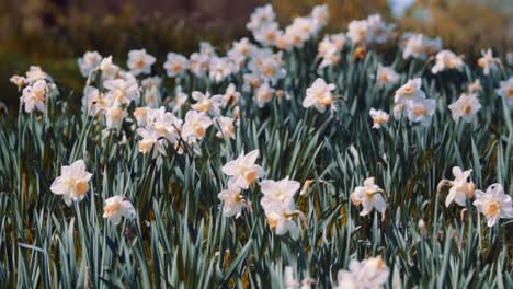 Close-up-Spring-Tulips-In-Bloom