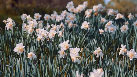cerrar primavera tulipanes en flor