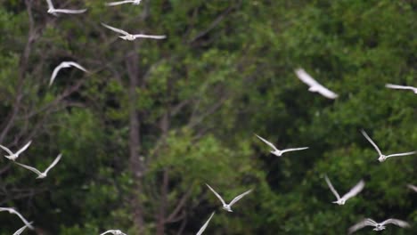 Los-Charranes-Son-Aves-Marinas-Que-Se-Pueden-Encontrar-En-Todo-El-Mundo-En-El-Mar,-Ríos-Y-Otros-Cuerpos-De-Agua-Más-Amplios