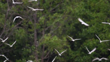 los charranes son aves marinas que se pueden encontrar en todo el mundo en el mar, ríos y otros cuerpos de agua más amplios