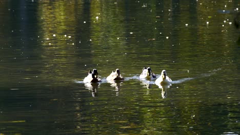 ducks swim around on calm clear water of pond reflecting green foliage in park