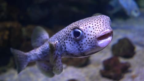 spot-fin porcupinefish (diodon hystrix), also known as the spotted porcupinefish