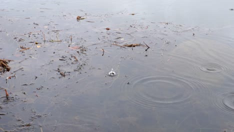 raindrops falling on water and creating ripples