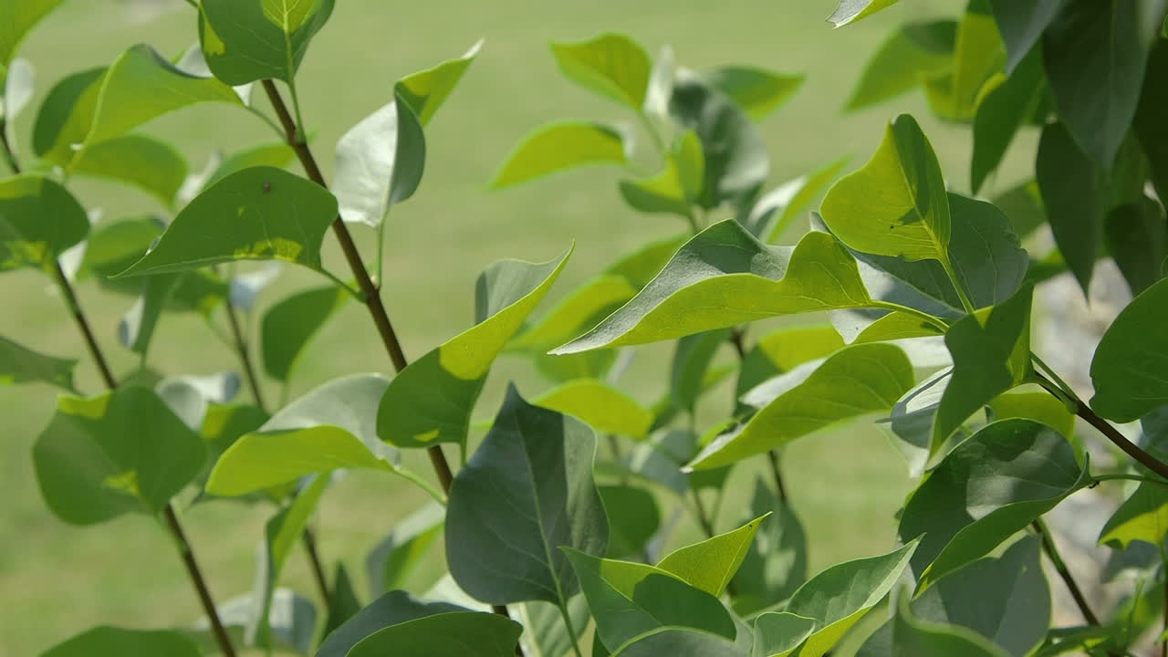 primer plano de la naturaleza de las flores en el prado en verano