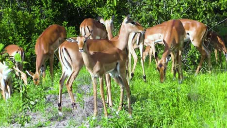 impala-female-herd-grazing-with-green-bushes-in-background,-medium-to-long-shot