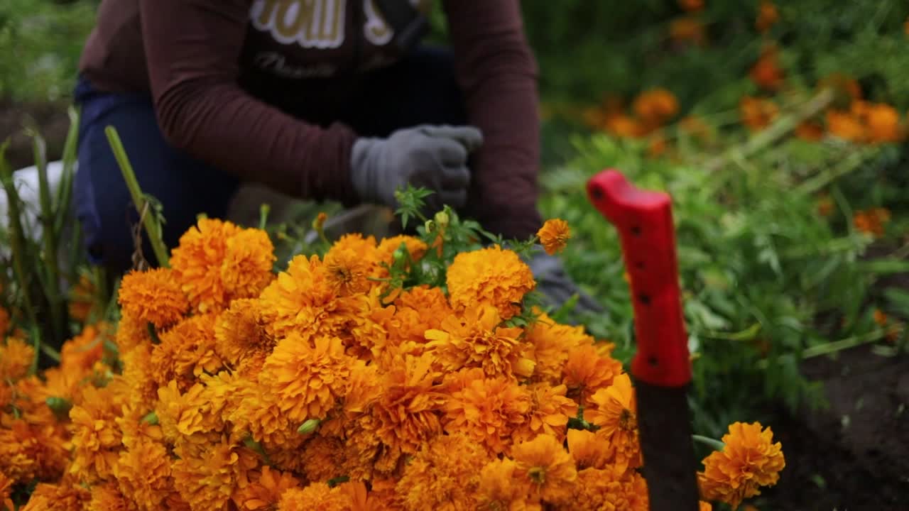 agricultora mexicana preparando ramos de flores de caléndula para los mercados locales
