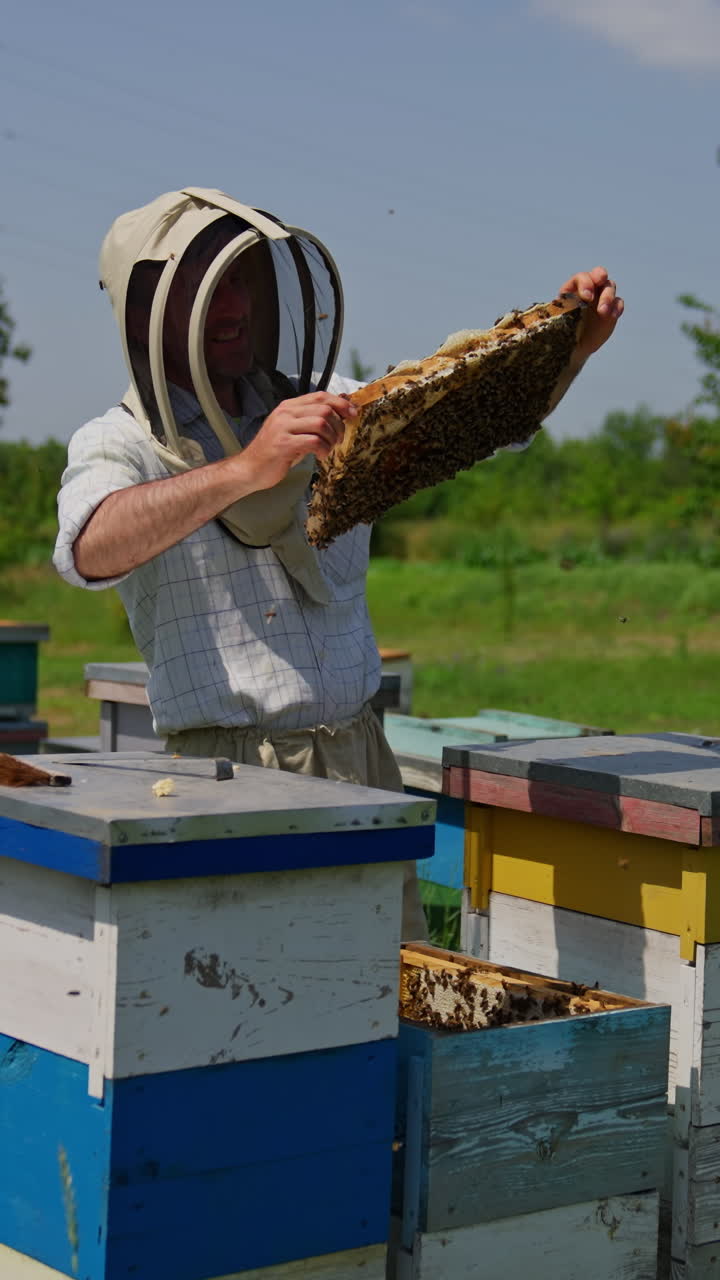 Bee farmer pulls the honey frame out of bee hive. Apiculturist takes the honeycombs covered with bee brood. Nature backdrop. Vertical video