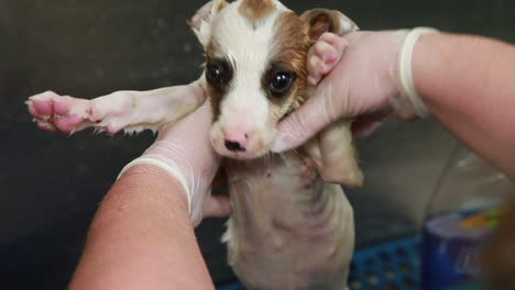 veterinarians removing ticks from a cute, scared puppy