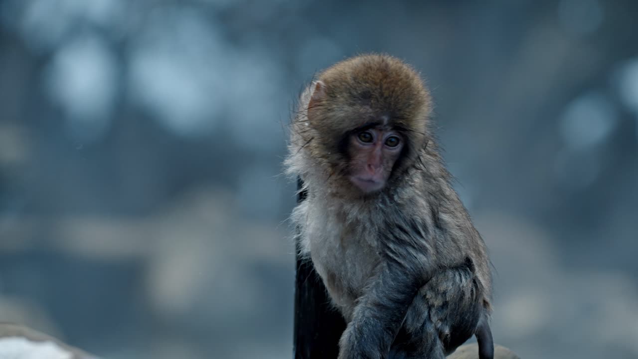 A playful baby snow monkey frolics in the snow-covered landscape of Jigokudani, Japan.