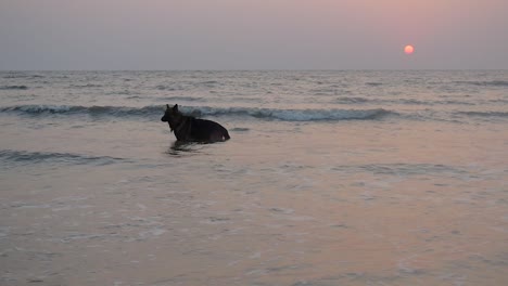 young german shepherd k9 dog on beach in shallow water silhouette video with sunset in the background | silhouette of a big young german shepherd dog in shallow water on beach