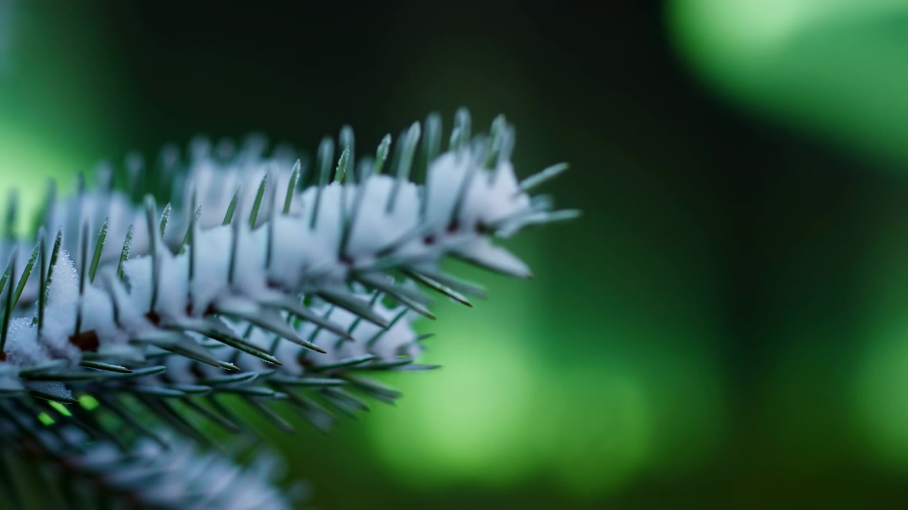 Macro close-up of frost-dusted conifer branch occupying left foreground with layered needle clusters and twig tips in crisp focus while upper rows softly blur, soft diffused light from upper-left