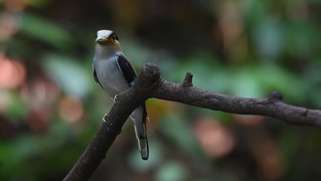 Un-Macho-Mirando-A-Su-Alrededor-Con-Comida-En-La-Boca-Mientras-Está-Posado-En-La-Rama,-Pico-Ancho-De-Pecho-Plateado,-Serilophus-Lunatus,-Parque-Nacional-Kaeng-Krachan,-Tailandia