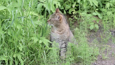 cat in the grass outdoors