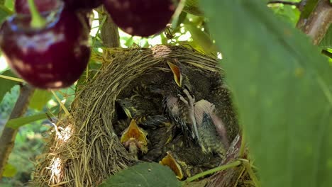 chicks baby birds in a nest on a cherry tree