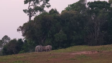 Herd-seen-from-a-distance-as-one-moves-into-the-middle,-young-elephant-comes-from-the-right-followed-by-its-family-moving-together,-Indian-Elephant-Elephas-maximus-indicus,-Thailand