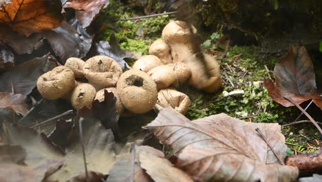 young girl, unrecognizable, playing in forest and popping puffball mushrooms with stick, hd, childhood fun in woods, outdoor playing, handheld