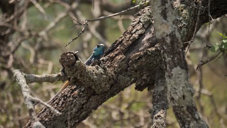 Blue-Headed-Tree-Lizard-with-orange-tail-sits-still-on-diagonal-branch