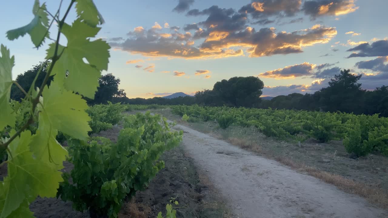 viñedos del famoso vino albiño producido en san martin de valdeiglesias en la provincia de madrid, españa