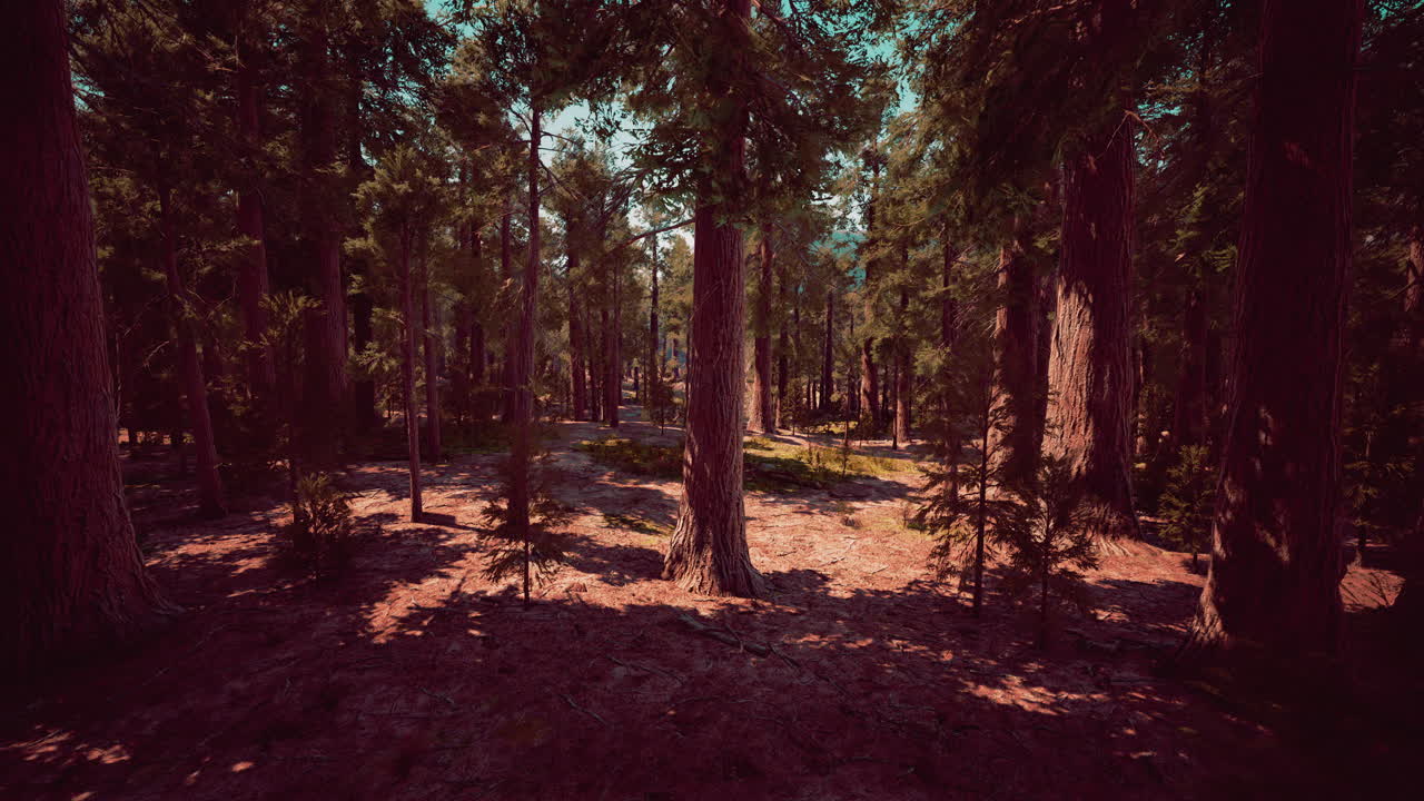 Enormi sequoie situate nel Parco Nazionale di Sequoia