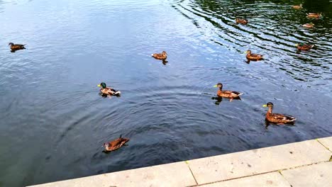 Pato-Alemán-Sumergiéndose-En-Un-Lago-En-Berlín-Mientras-El-Resto-Del-Rebaño-Nada-Pacíficamente-En-El-Jardín-Del-Castillo-De-Charlottenburg