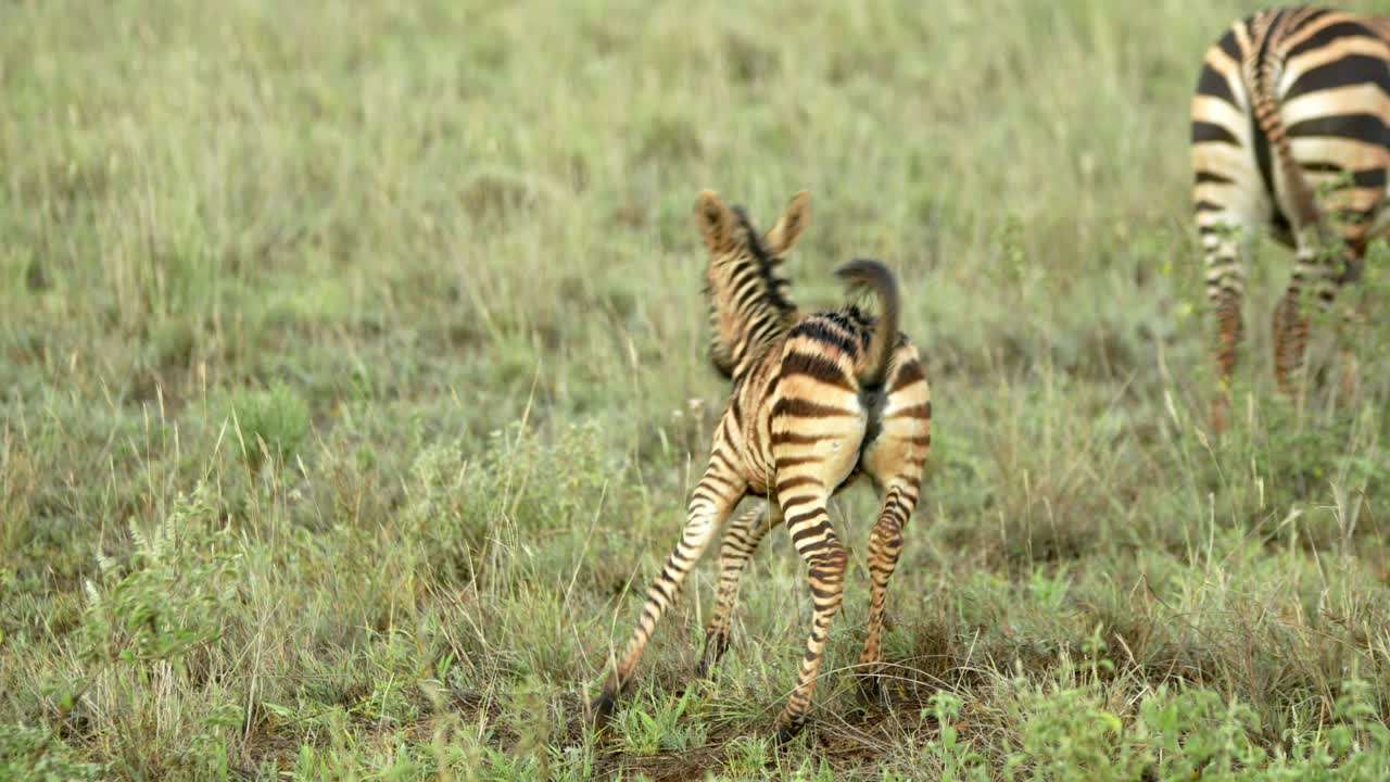 cebra juvenil en el hábitat natural del parque nacional tsavo en kenia