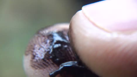 inky cap mushroom