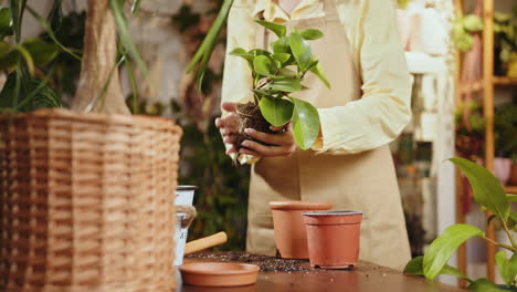 repotting a houseplant