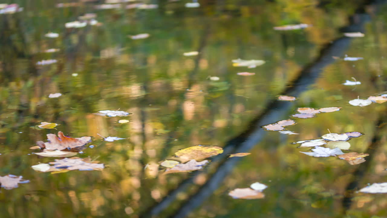 Leaves floating in pond being rotated around by blowing wind-1