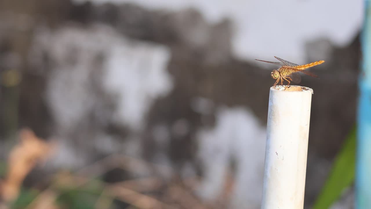стрекоза, устойчиво сидящая на белом столбе.