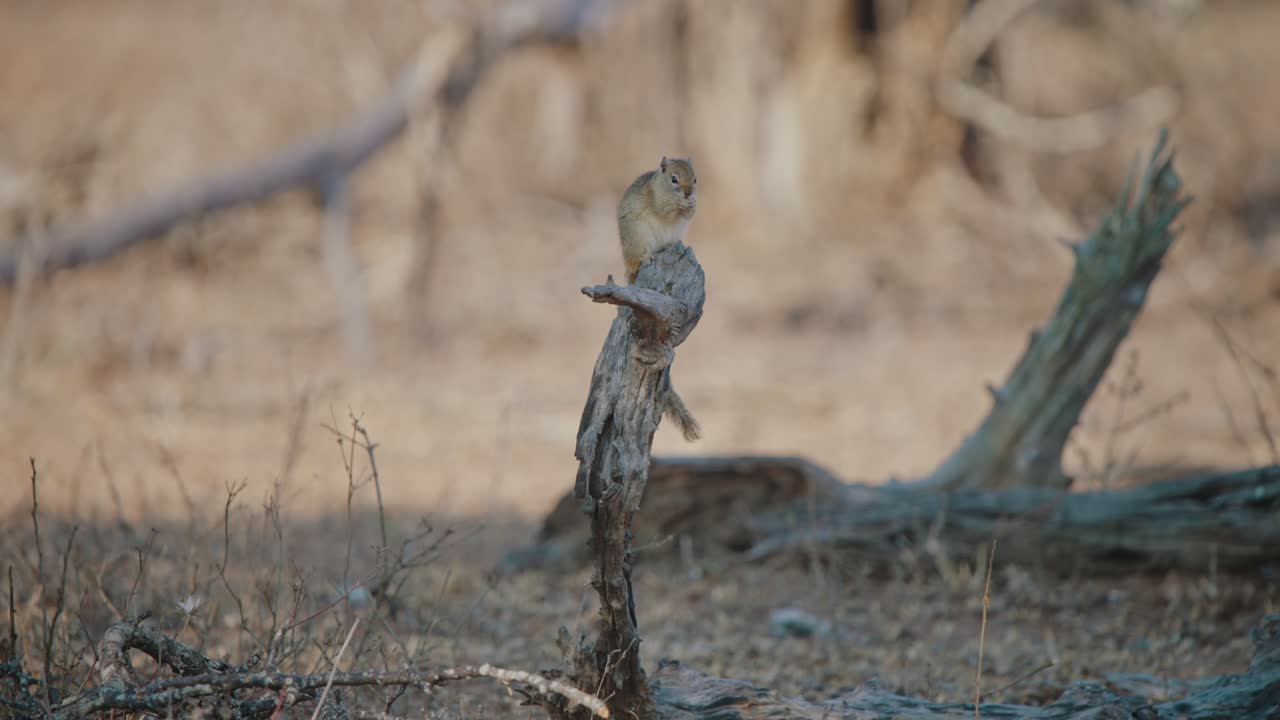 Squirrel sitting on a tree branch in the savanna