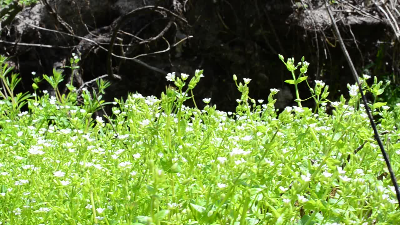 Grass among trees, the wood. Shooting in the spring, day