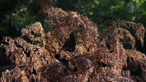 Morgensonne-Beleuchtet-Einen-Fleck-Gewöhnlicher-Farnpflanzen-In-Voller-Herbstfarbe-In-Einem-Wald-In-England,-Großbritannien