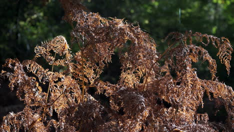 morning sunlight illuminates a patch of common fern plants in full autumn colour in a forest in england, uk