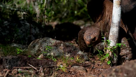 san cristóbal giant-tortoise eating on its habitat in san cristobal island, galapagos islands, ecuador