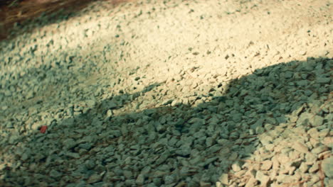 gravel path in a forest