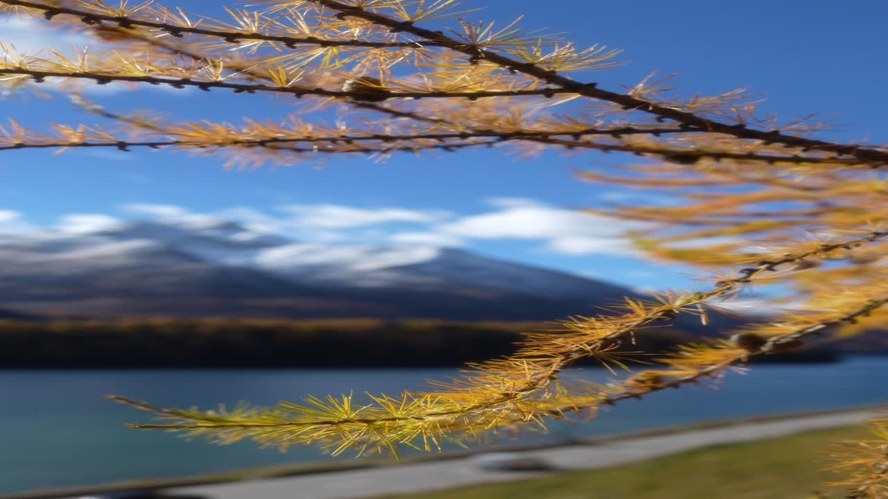 스위스 장크트모리츠 근처의 청록색 호숫가에 있는 수직으로 뻗은 가을 낙엽송