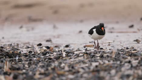 oystercatcher feeding on the shore