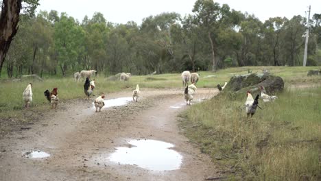 Pollos,-Gallinas,-Gallos,-Corderos,-Ovejas-Y-Carneros-De-Granja-Salvaje-Caminando-Por-Los-Días-Lluviosos