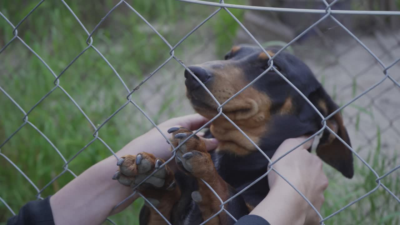 귀여운 웃는 닥스훈트 개를 귀여워하는 손