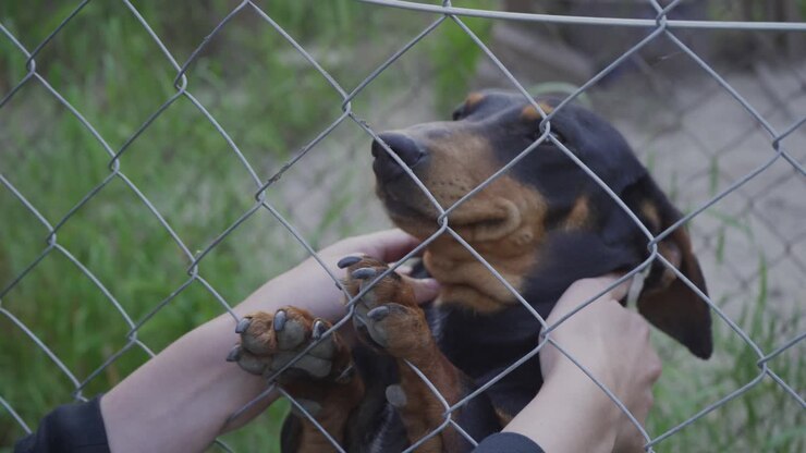 Hands petting cute smiling dachshund dog outdoor.Close up
