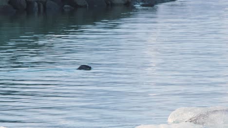 seal swimming between ice and rocks with just head visible above water