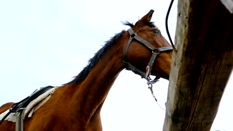 horses against the sky on horse farm, 4k