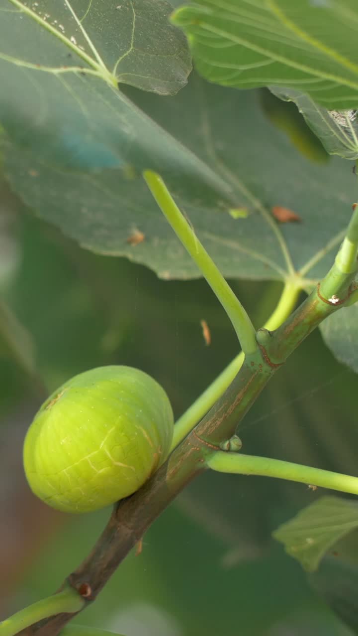 Green Fig Growing on a Tree Branch