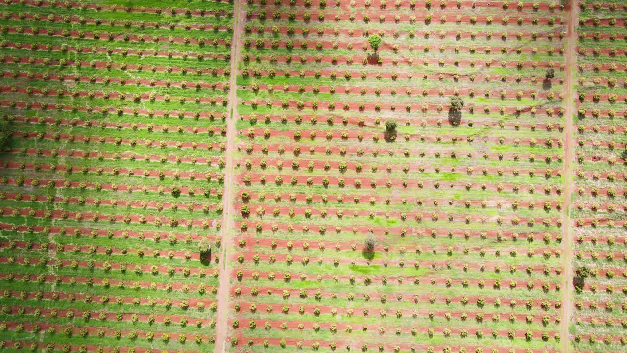 스마트 농업 기술 - 케냐 아보카도 농장의 공중 드론 보기