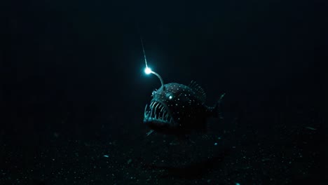 an illuminated anglerfish glides through the dark depths of the ocean, showcasing its bioluminescent lure and fierce predatory features in a captivating underwater scene