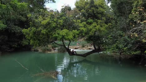 Drohnenaufnahme-Einer-Person,-Die-In-Einem-Baum-In-Cascadas-Roberto-Barrios-Sitzt