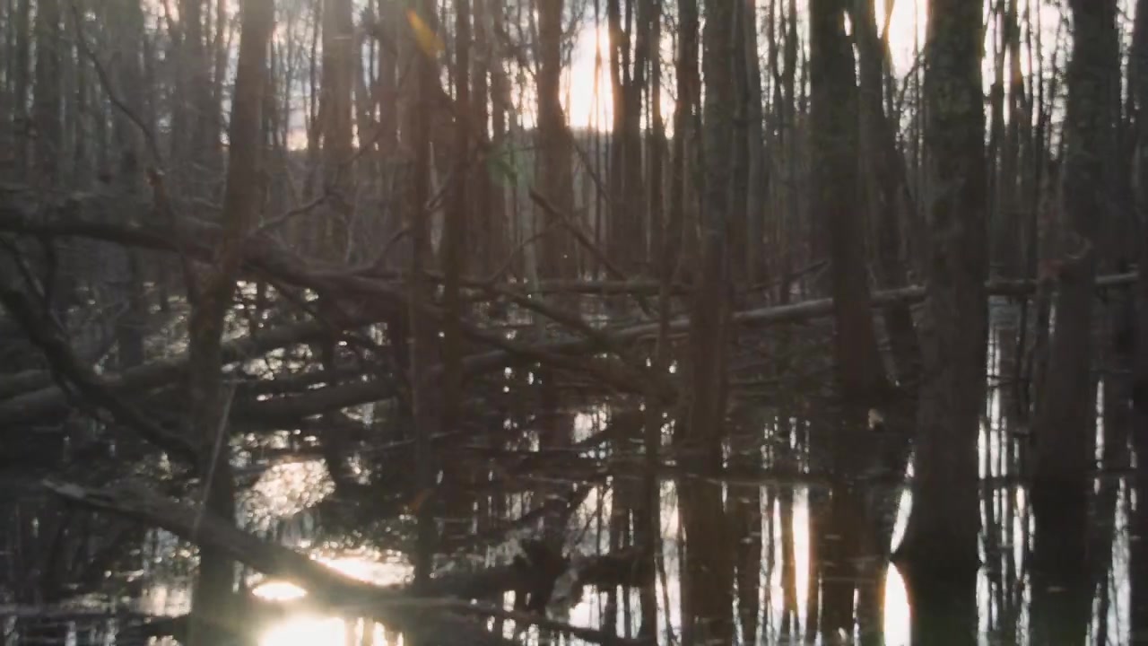 parallax dolly shot of some trees growing in a wetland swamp area