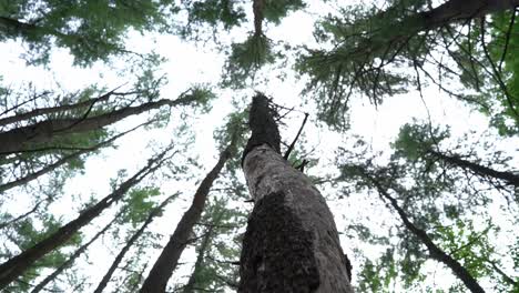 static looking up at tall bare tree trunks stretching the bright white sky