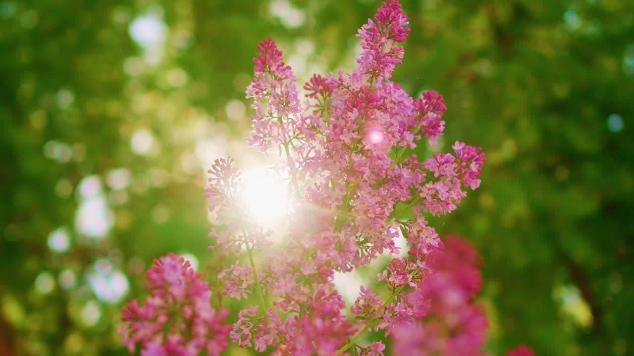 La lumière du soleil traverse des branches fleuries roses. Un feuillage vert estompé se trouve en arrière-plan. Une lueur chaude souligne les pétales délicats. Scène de nature paisible et sereine. Idéal pour une ambiance calme et romantique.