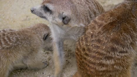 close up shot of sweet suricata meerkats relaxing in sand during summer